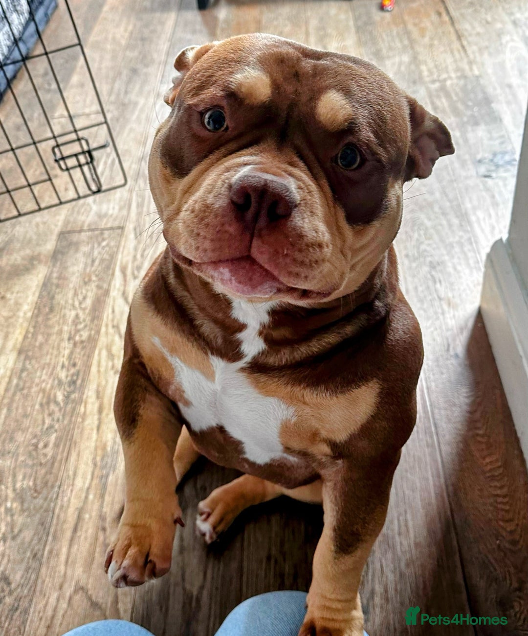 American Bully dogs for sale: American Bully Pocket Looking for a Loving Home - Advert 1