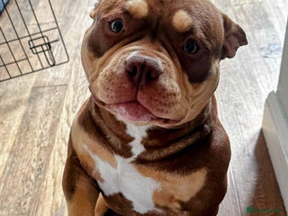 American Bully dogs American Bully Pocket Looking for a Loving Home - Advert 6
