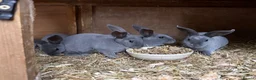 Rex rabbits for sale: Beautiful Baby blue Mini Rex  - Advert 2