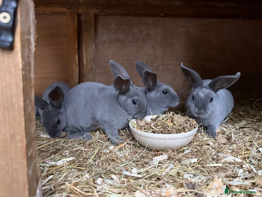 Rex rabbits for sale: Beautiful Baby blue Mini Rex  - Advert 2