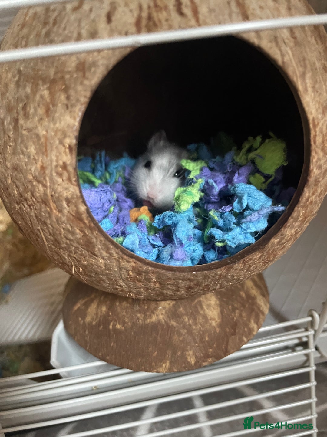 Hamster rodents for sale: Dwarf hamster for sale in Nottingham - Advert 1