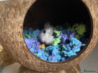 Hamster rodents Dwarf hamster for sale in Nottingham - Advert 15