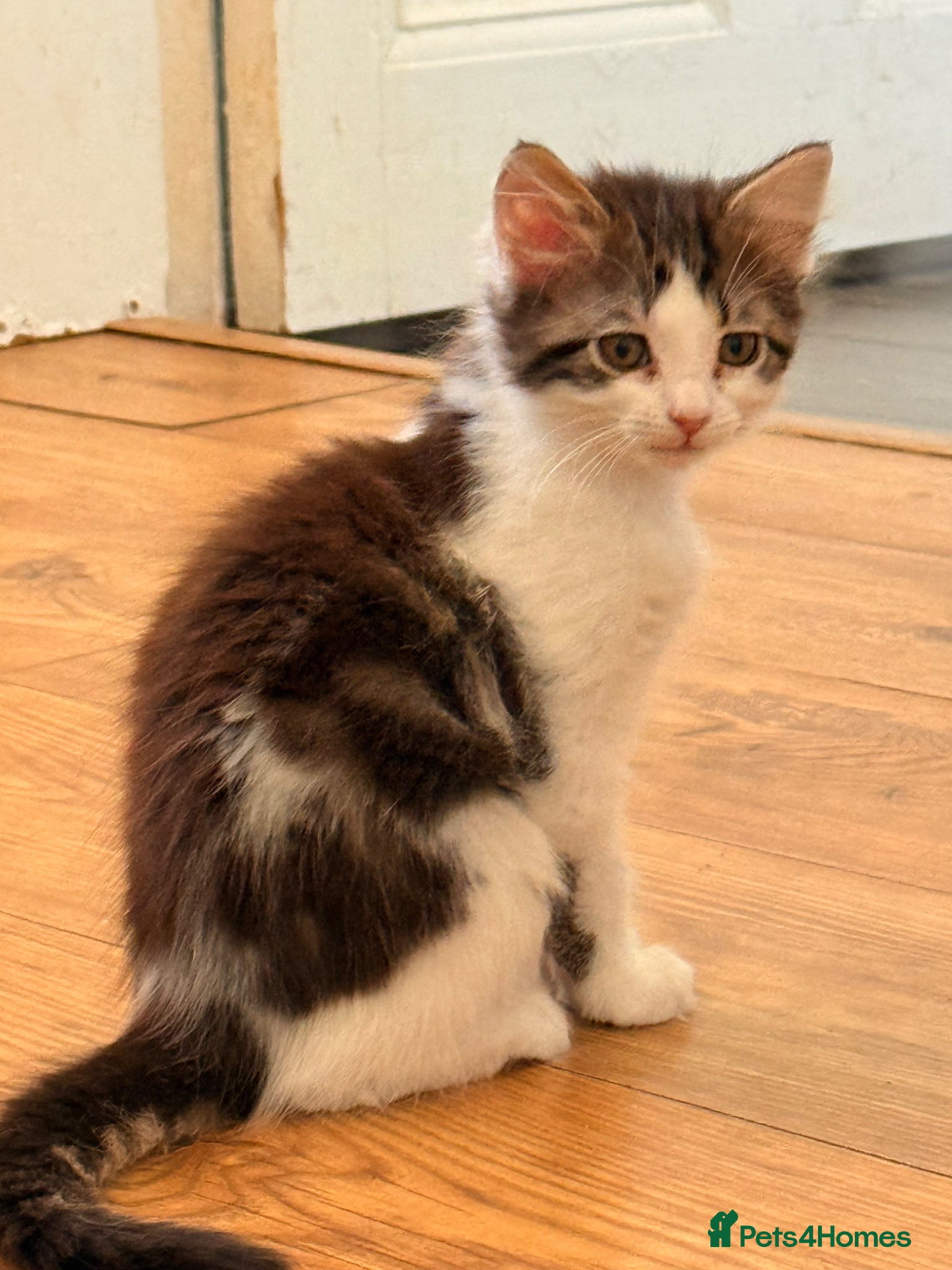 British Longhair cats 2 adorable mix coloured fluffy kittens  - Advert 5
