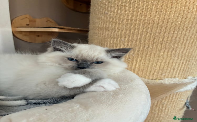 Ragdoll cats - Advert 12