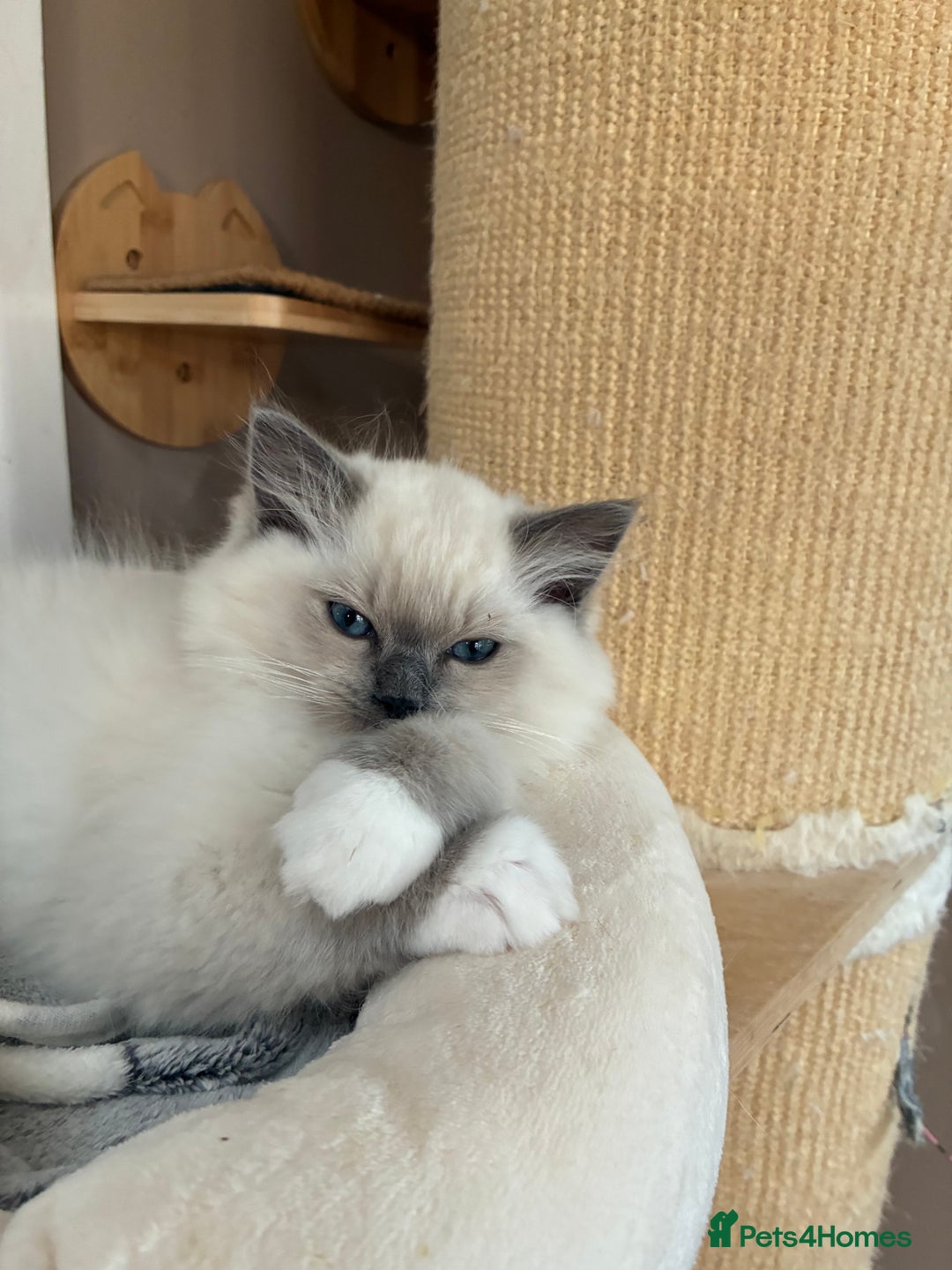 Ragdoll cats for sale: Ready *Pedigree registered Ragdolls  - Image 6
