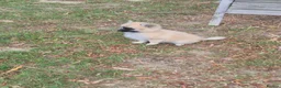 Pomchi dogs for sale: 3/4 Pomeranian (Pomchi's) - Advert 5