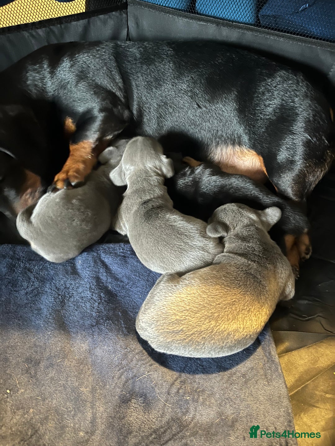 Dachshund dogs for sale: 🐾 Beautiful Dachshund Female Puppies  🐾 - Advert 4