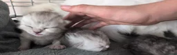 Persian cats for sale: Chinchilla Persian silver tipped kitten's  - Advert 10