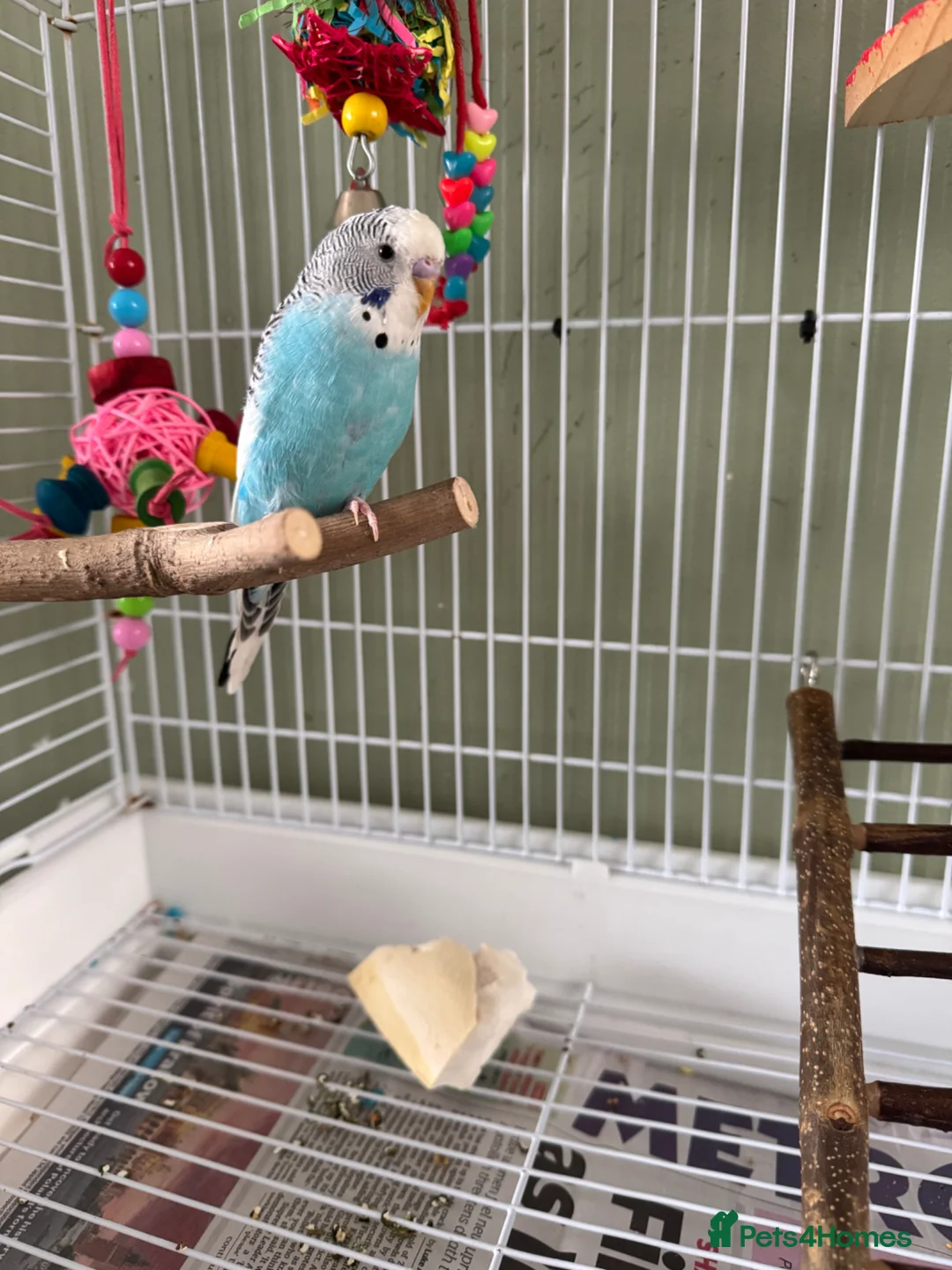 Budgerigars birds for sale: Young Male Budgie Cage & Accessories Included - Advert 2