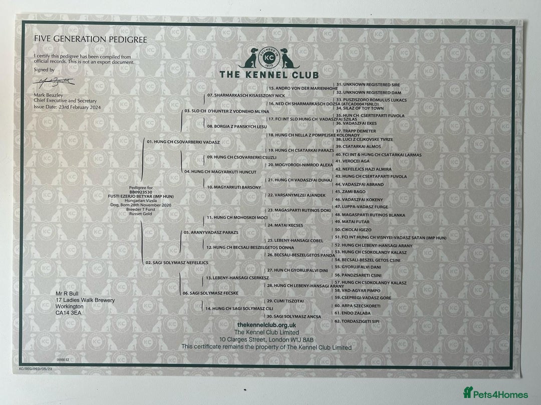 Hungarian Vizsla dogs for sale: Hungarian Vizsla Puppies - Advert 12