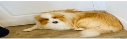 Border Collie dogs for sale: Border Collie Male Needs A New Home - Advert 4