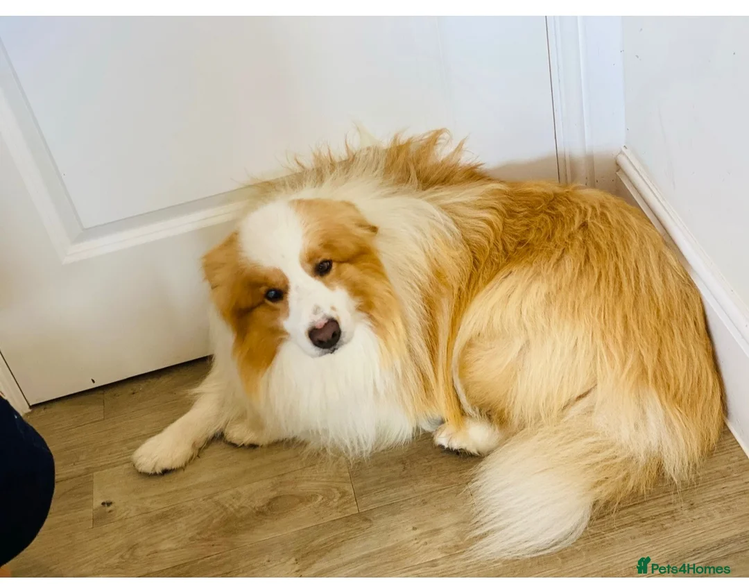 Border Collie dogs for sale: Border Collie Male Needs A New Home - Advert 4