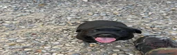 Labrador Retriever dogs for sale: Black Labrador puppies. in York - Advert 7