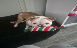 Olde English Bulldogge dogs for sale: Olde English bulldogge  - Image 2