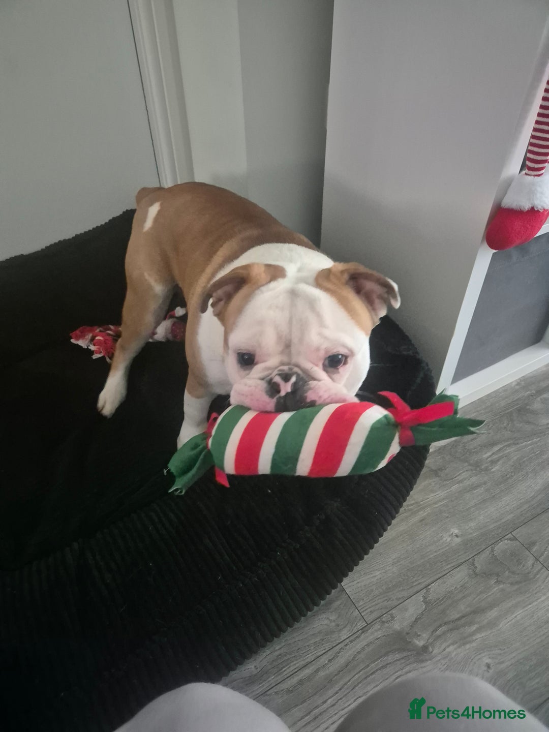 Olde English Bulldogge dogs for sale: Olde English bulldogge  - Image 2
