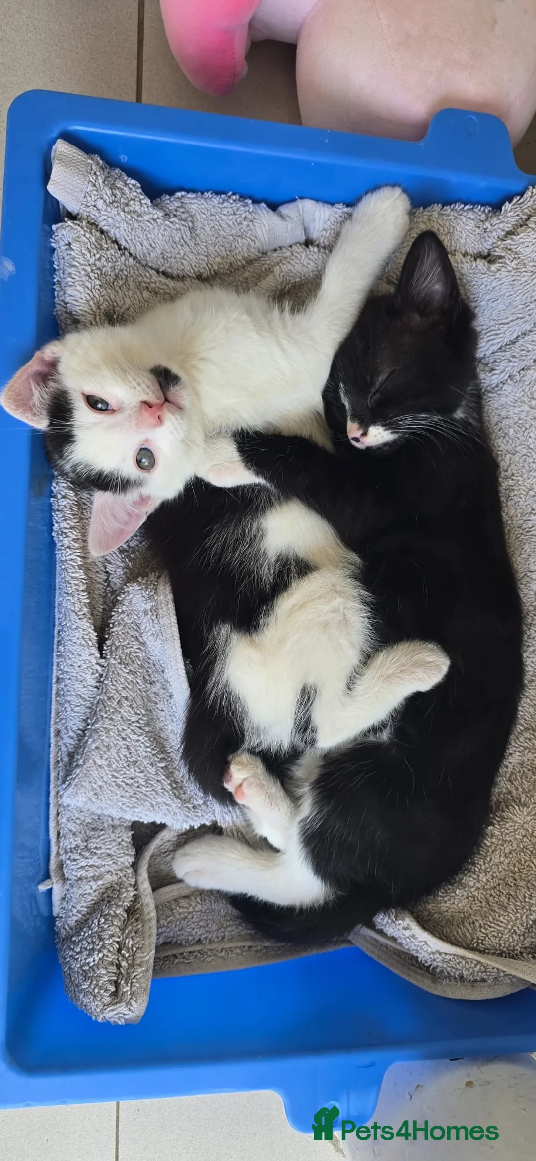 Turkish Angora cats for sale: boy kitten  in Wellingborough - Advert 2