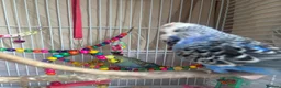 Budgerigars birds for sale: 2 mixed colour budgies for sale, with cage. in West Malling - Advert 8