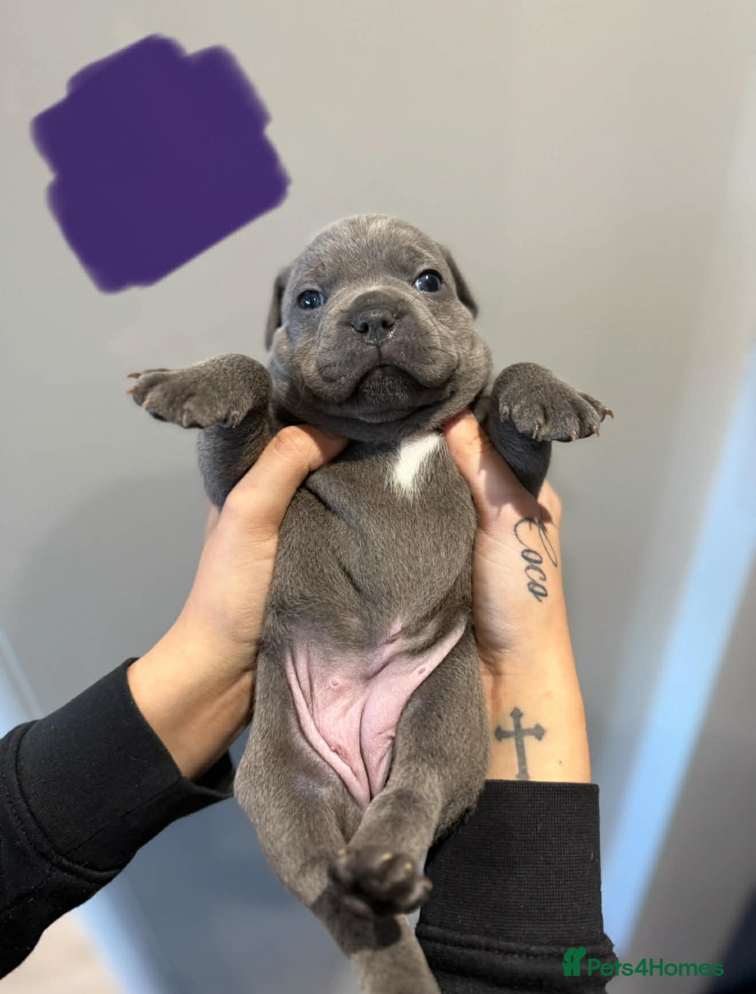 Staffordshire Bull Terrier dogs for sale: Blue Staffordshire bull terrier pups  - Advert 4