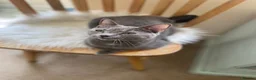 Russian Blue cats for sale: Beautiful Russian Blue/British Shorthair Kittens  in Wimborne - Advert 35
