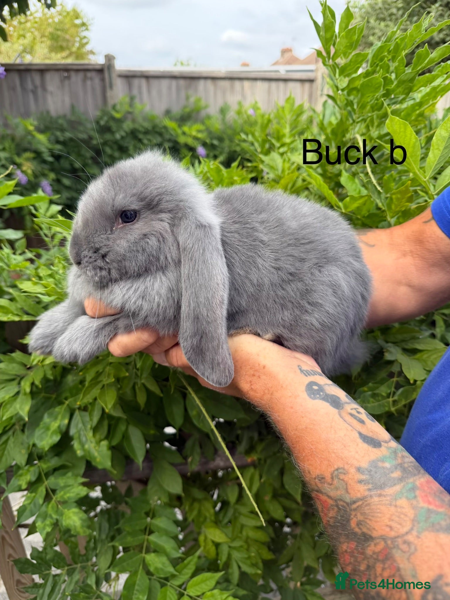 French Lop rabbits Pedigree French lops - Advert 1