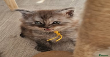 Maine Coon cats - Advert 2