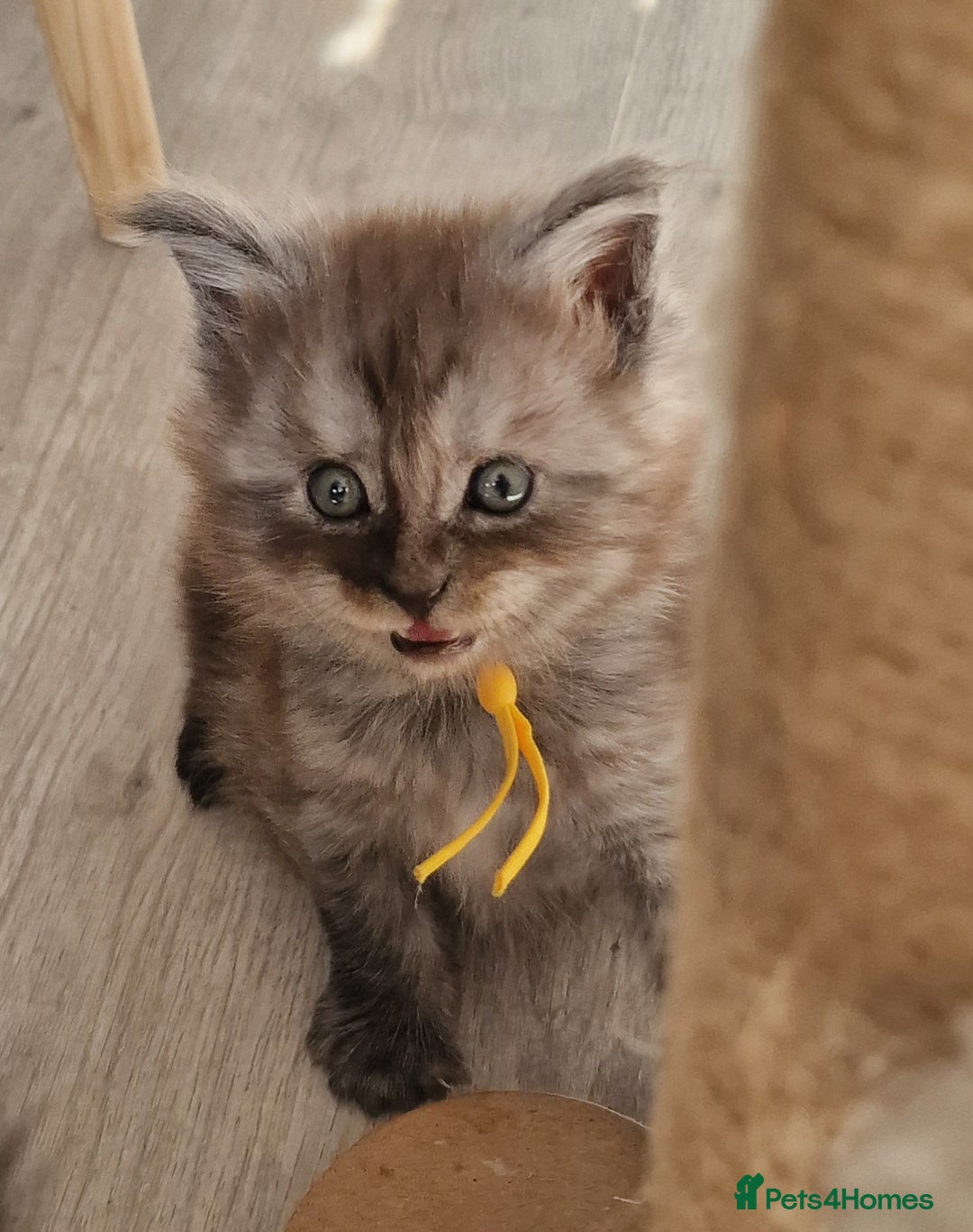 Maine Coon cats for sale: Beautiful Fluffy Maine Coon Kittens - Image 2