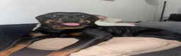 Rottweiler dogs for sale: KC Registered Rottweiler Puppies - Advert 14