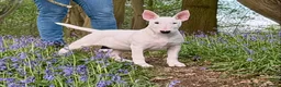 Bull Terrier dogs for sale: Exceptional quality KC BT Puppy - Advert 2