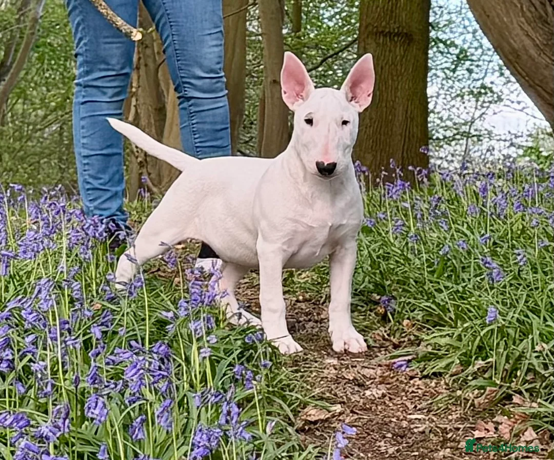 Bull Terrier dogs for sale: Exceptional quality KC BT Puppy - Advert 2