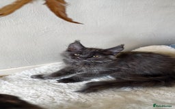 Maine Coon cats for sale: 25% OFF PURE MAINE COONS FROM CHAMPION BLOODLINE! - Image 17