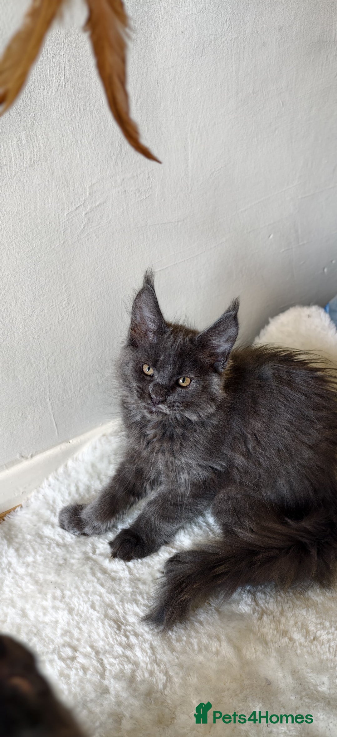 Maine Coon cats for sale: 25% OFF PURE MAINE COONS FROM CHAMPION BLOODLINE! - Image 17