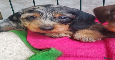 Miniature Dachshund dogs - Advert 1