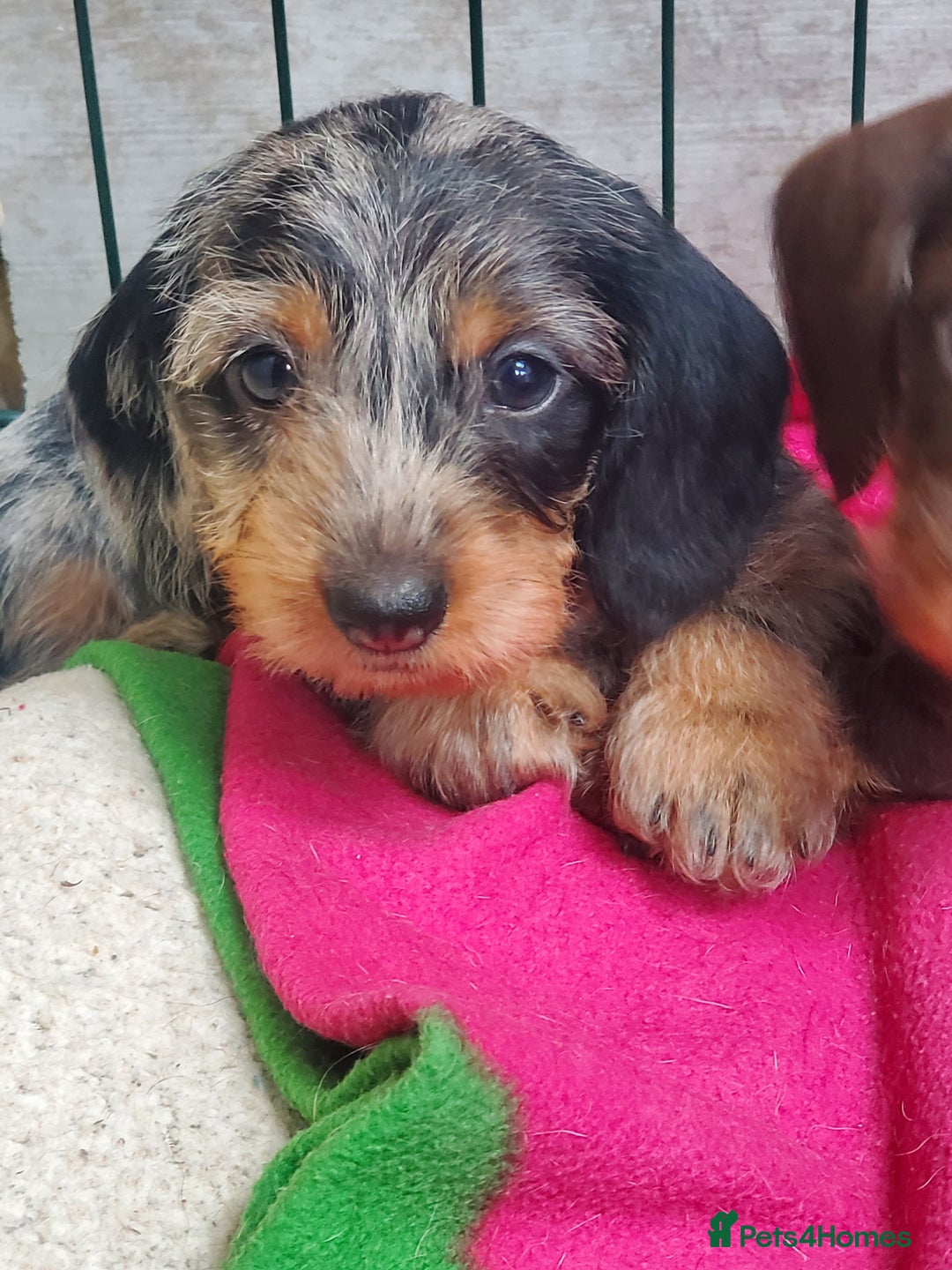 Miniature Dachshund dogs for sale: KC reg Miniature Wirehaired Dachshund girls - Image 2
