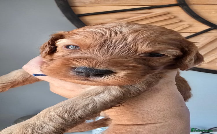 Cockapoo dogs - Advert 9