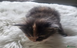 Maine Coon cats for sale: TICA Pedigree Maine Coon Kittens  - Image 4