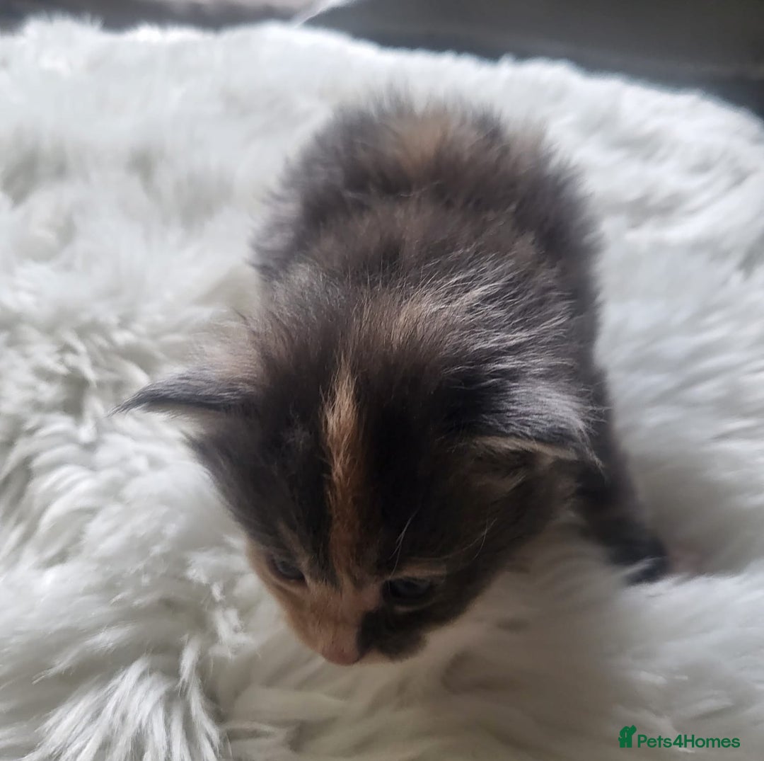 Maine Coon cats for sale: TICA Pedigree Maine Coon Kittens  - Image 4