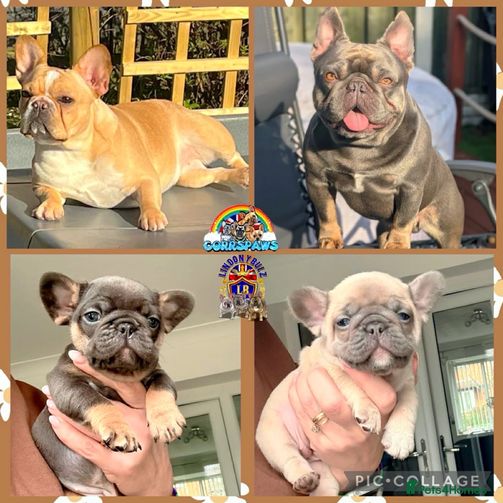 French Bulldog dogs  2 Beautiful French Bull dog Puppies  - Advert 6