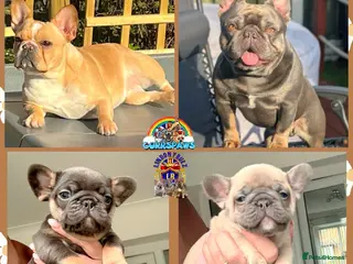 French Bulldog dogs 2 Beautiful French Bull dog Puppies - Advert 6