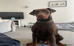 Dobermann dogs for stud: Kyro. in Colwyn Bay - Image 1