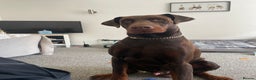 Dobermann dogs for stud: Kyro. in Colwyn Bay - Advert 1