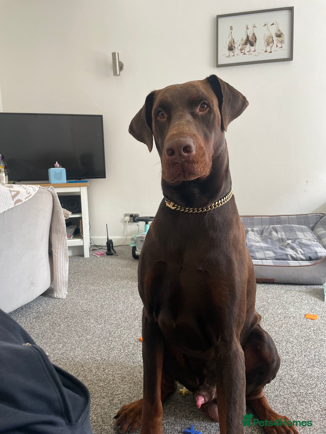 Dobermann dogs for stud: Kyro. in Colwyn Bay - Image 1