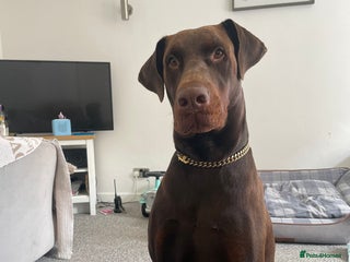 Dobermann dogs in Colwyn Bay - Advert 20