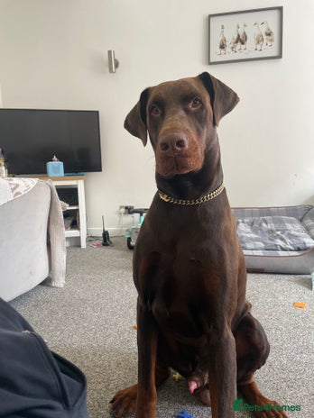 Dobermann dogs in Colwyn Bay - Advert 1
