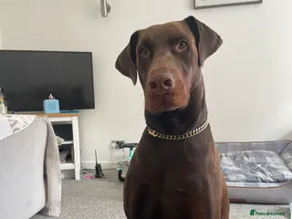 Dobermann dogs Kyro. in Colwyn Bay - Advert 1