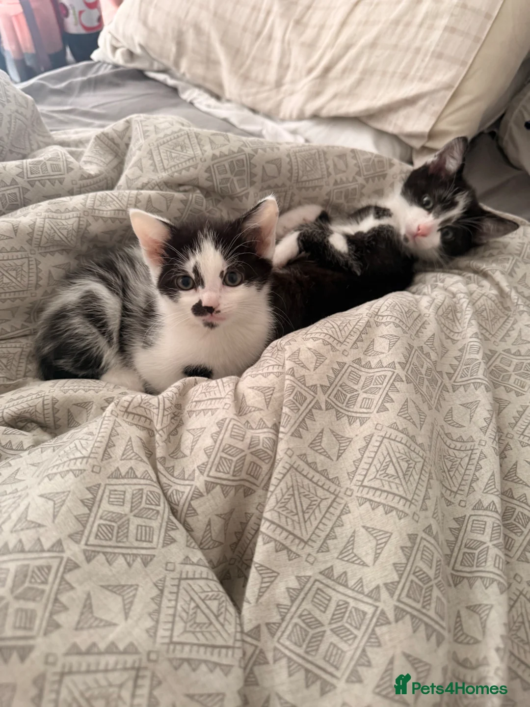 Mixed Breed cats for sale: black and white kitten - Advert 3