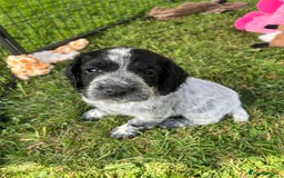 Cocker Spaniel dogs for sale: Stunning KC health tested Cocker pups  - Image 3