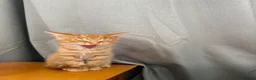 Mixed Breed cats for sale: 1/4 Bengal Fluffy Ginger Male Kitten - Advert 6