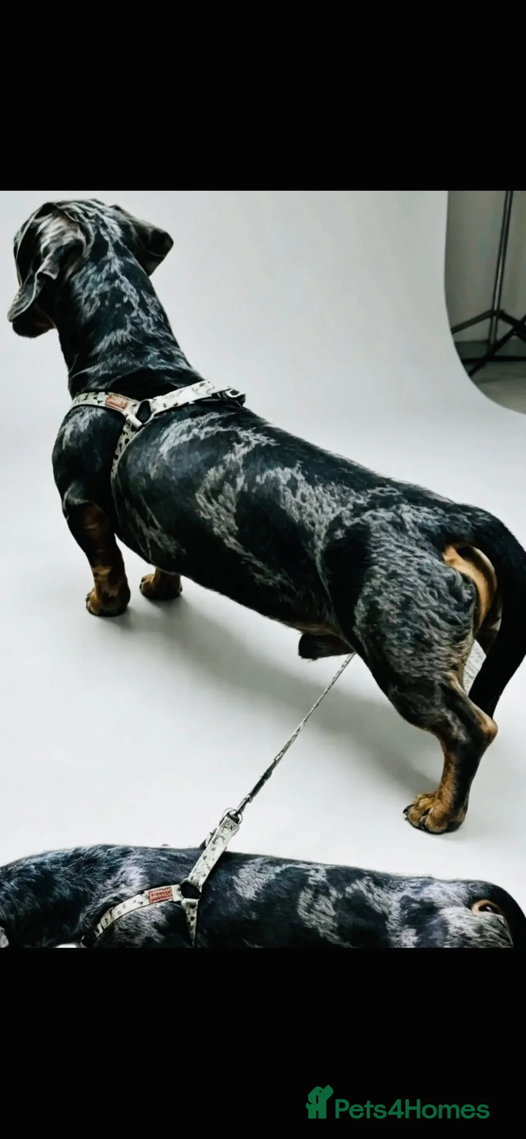 Miniature Dachshund dogs for stud: Paddington (RED APPLE SCENT) in Southampton - Advert 5