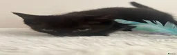 British Longhair cats for sale: Kittens - Advert 8