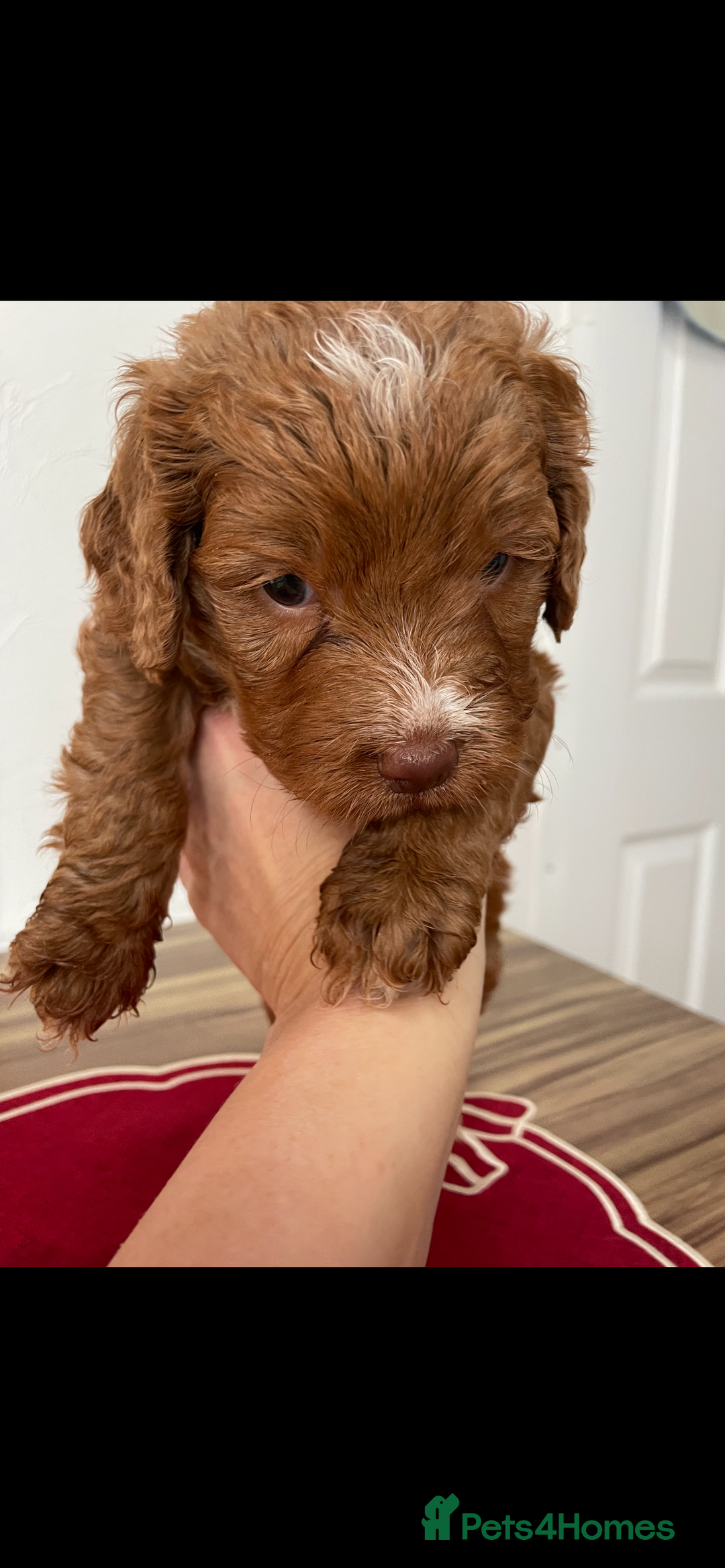 Cockapoo dogs for sale: Beautiful toy cockapoo  - Advert 4